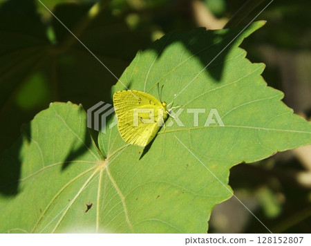 A northern edelweiss butterfly resting on a leaf 128152807