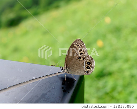 Butterfly resting on a Hemerocallis gracilis 128153090