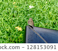 Butterfly resting on a Hemerocallis gracilis 128153091