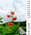 Red lilies blooming at Kisuge-daira 128153152