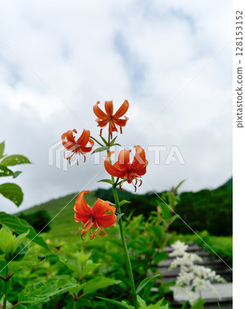 Red lilies blooming at Kisuge-daira Red lilies blooming at Kisuge-daira 128153152