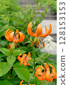 Red lilies blooming at Kisuge-daira 128153153