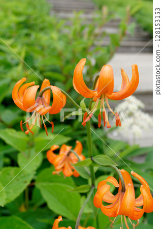 盛開的紅百合在木菅平 128153153