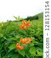 Red lilies blooming at Kisuge-daira 128153154