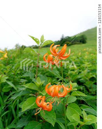 Red lilies blooming at Kisuge-daira 128153154