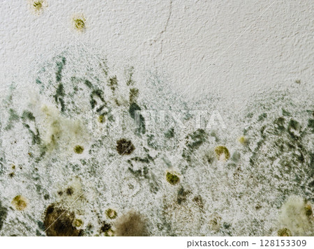 Mould and fungus growth on white wall 128153309
