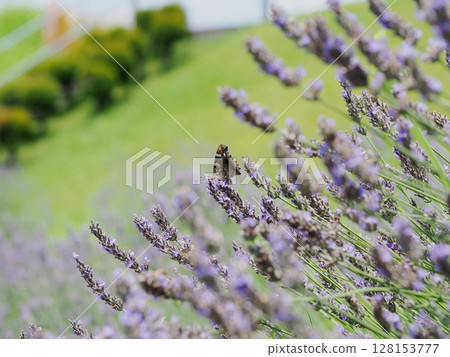Lavender and Admiral Lady 128153777