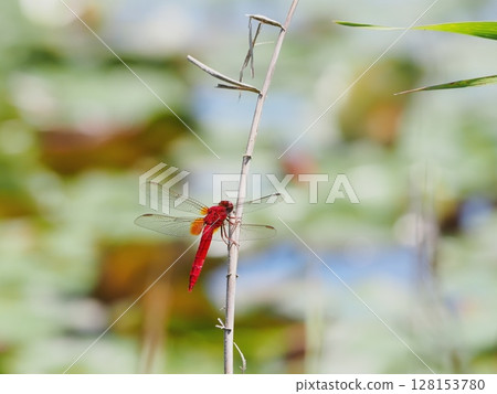 Shoujo dragonfly 128153780
