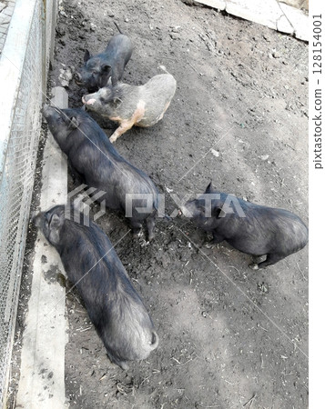 A Group of Pigs Gathered in a Muddy Enclosed Pen Near a Wire Fence 128154001