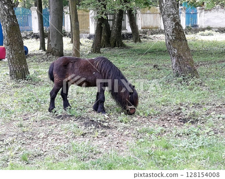 A Dark-Colored Pony Grazing on Grass in a Park Surrounded by Trees and a Fence A Dark-Colored Pony Grazing on Grass in a Park Surrounded by Trees and a Fence 128154008
