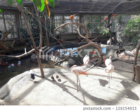 A Group of Flamingos and Other Birds in an Enclosed Aviary with Water and Branches 128154015