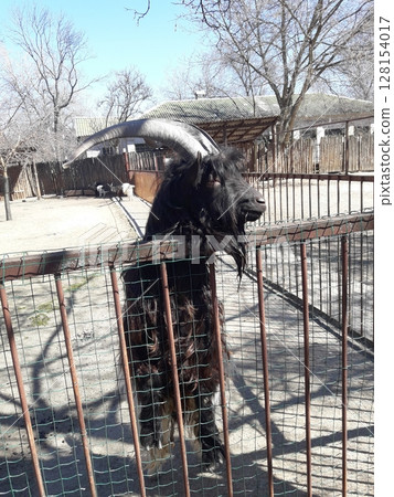 A Black Goat with Long Horns Standing in a Fenced Area with Bare Trees in the Background A Black Goat with Long Horns Standing in a Fenced Area with Bare Trees in the Background 128154017