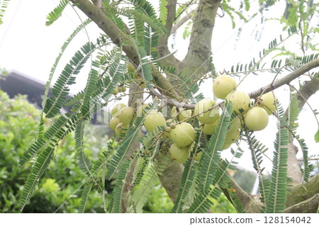 Amla gooseberry on tree in farm Amla gooseberry on tree in farm 128154042