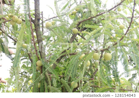 Amla gooseberry on tree in farm Amla gooseberry on tree in farm 128154043