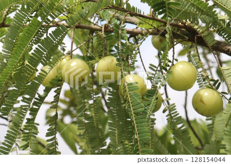 Amla gooseberry on tree in farm Amla gooseberry on tree in farm 128154044