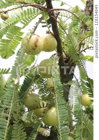 Amla gooseberry on tree in farm Amla gooseberry on tree in farm 128154045