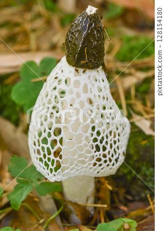 蘑菇皇后：衣笠竹 128154180