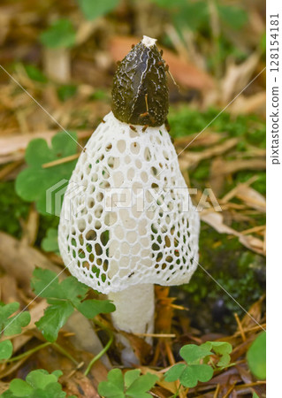 蘑菇皇后：衣笠竹 128154181