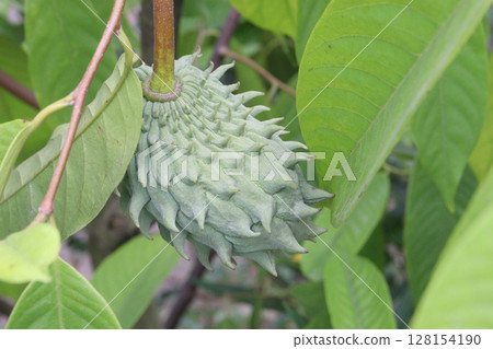 Annona mucosa fruit on tree in farm Annona mucosa fruit on tree in farm 128154190