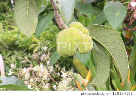 Artocarpus lacucha on tree in the farm are cash crops 128154191