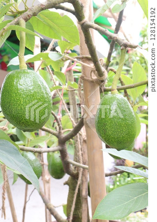 Avocado plant on nursery for sell 128154192