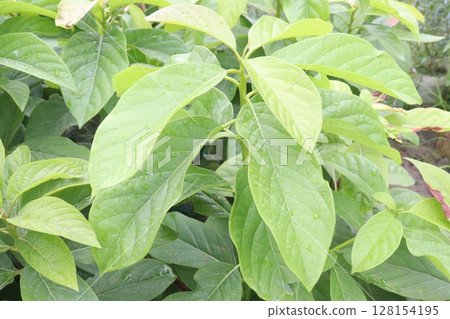 Avocado plant on nursery for sell Avocado plant on nursery for sell 128154195