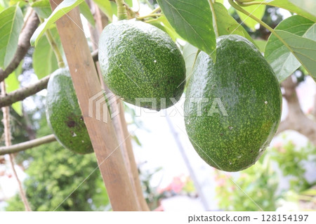 Avocado plant on nursery for sell Avocado plant on nursery for sell 128154197