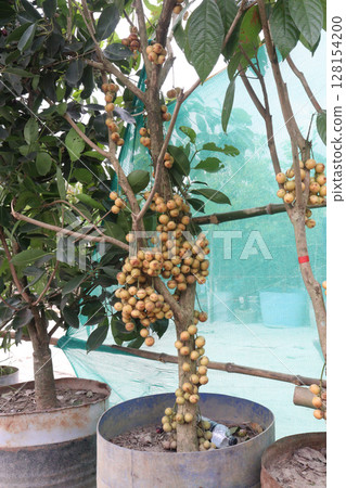 Baccaurea motleyana fruit on tree in farm 128154200