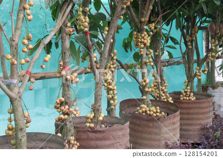 Baccaurea motleyana fruit on tree in farm 128154201