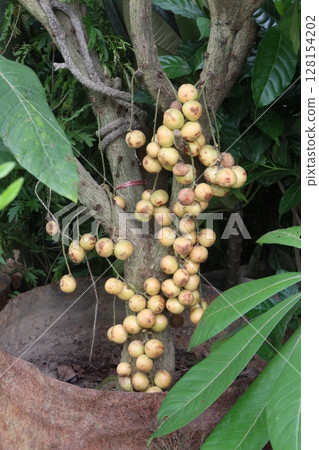 Baccaurea motleyana fruit on tree in farm Baccaurea motleyana fruit on tree in farm 128154202