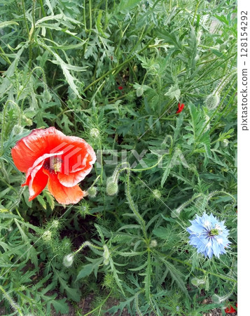 A charming garden bed along a sidewalk featuring a mix of bright red and blue flowers surrounded by green foliage against a colorful fence 128154292