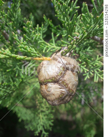 A detailed view of a mature brown cone hanging from a branch with green needles on an evergreen tree in a natural outdoor setting 128154298