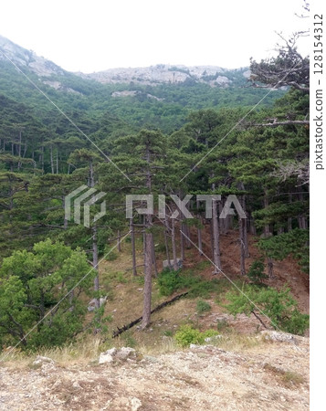 A lush forested valley with tall trees and dense greenery, framed by rocky mountain slopes under a cloudy sky A lush forested valley with tall trees and dense greenery, framed by rocky mountain slopes under a cloudy sky 128154312