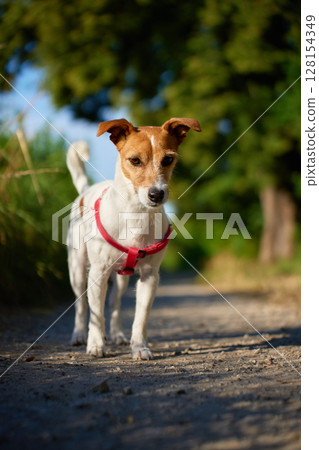 Jack Russell Terrier dog walking in park on summer day Jack Russell Terrier dog walking in park on summer day 128154349