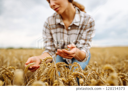 Agronomist holds ears of wheat, check quality of wheat grain. Agriculture food industry. Agronomist holds ears of wheat, check quality of wheat grain. Agriculture food industry. 128154373