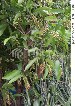 Bignay fruit on plant in farm Bignay fruit on plant in farm 128154381