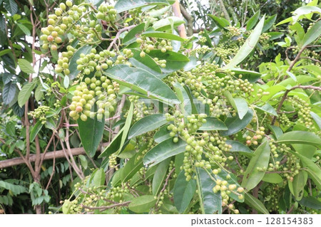 Bignay fruit on plant in farm Bignay fruit on plant in farm 128154383