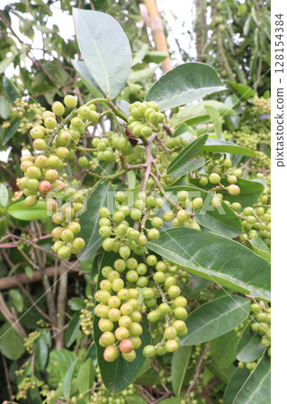 Bignay fruit on plant in farm Bignay fruit on plant in farm 128154384
