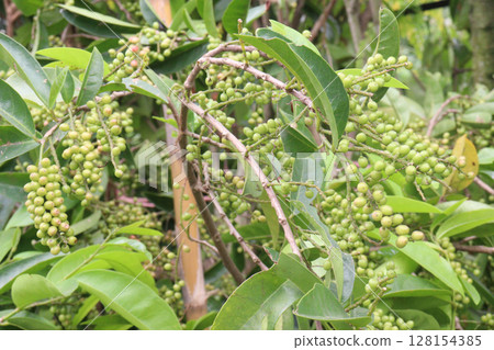 Bignay fruit on plant in farm 128154385