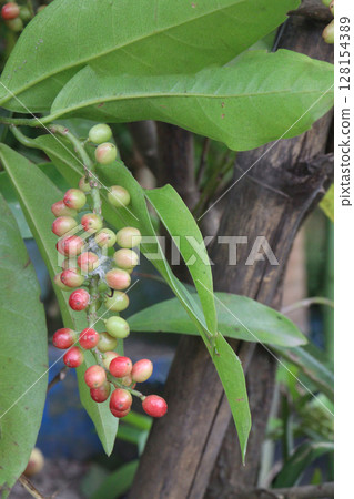 Bignay fruit on plant in farm Bignay fruit on plant in farm 128154389