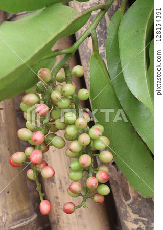 Bignay fruit on plant in farm 128154391