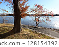 Metasequoia trees and lake in autumn 128154392