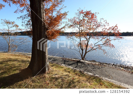 Metasequoia trees and lake in autumn Metasequoia trees and lake in autumn 128154392