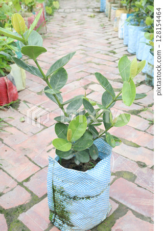 Carissa carandas fruit on tree in farm 128154464