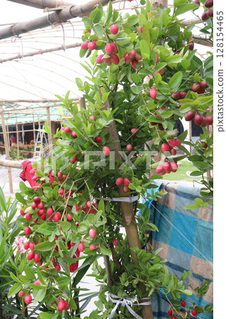 Carissa carandas fruit on tree in farm 128154465