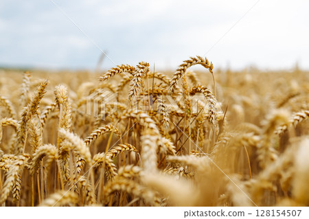 Close-up of ripe golden wheat in agricultural field. Harvest growth. Business concept, agriculture. 128154507