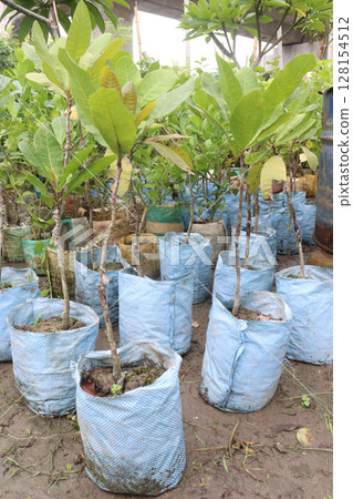 Cashew plant seedling on nursery Cashew plant seedling on nursery 128154512