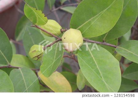 Cocoplum also called Chrysobalanus icaco plant 128154598
