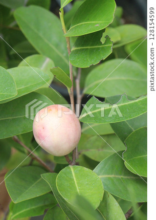 Cocoplum also called Chrysobalanus icaco plant 128154599