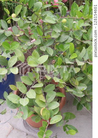 Cocoplum also called Chrysobalanus icaco plant 128154601